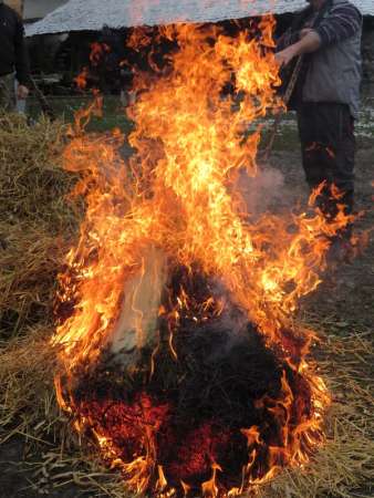 ignat - taierea porcului - foc