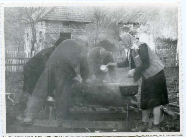 taierea porcului - sibiu - astra