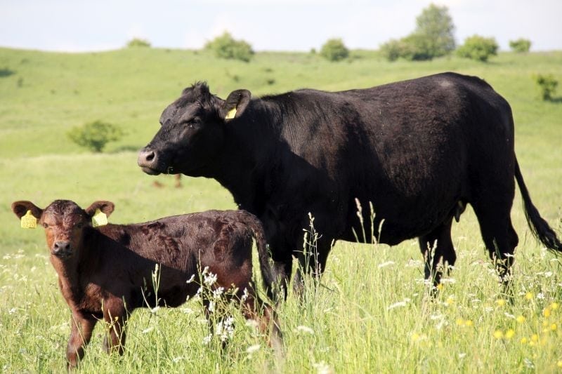 bani - avrig - furta - vaci - politie  