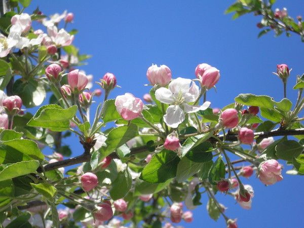 primavara - flori mar 