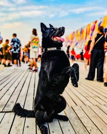 șuier- sibiu - mort