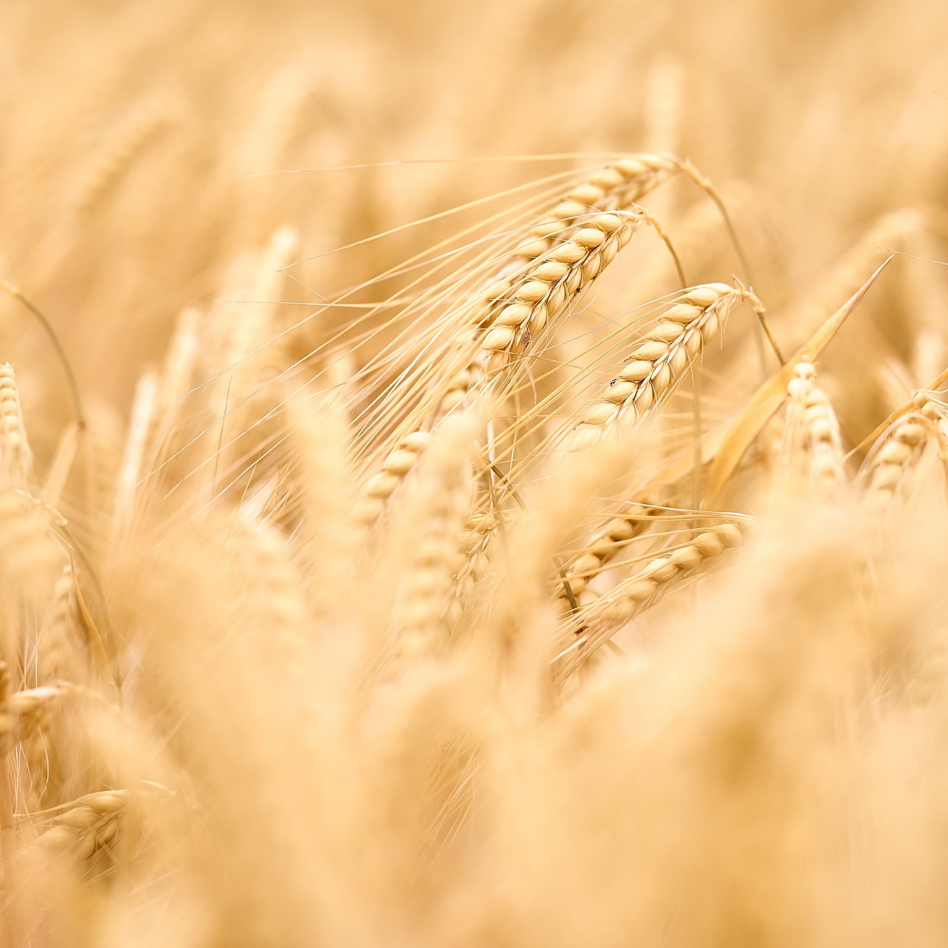 Field of wheat