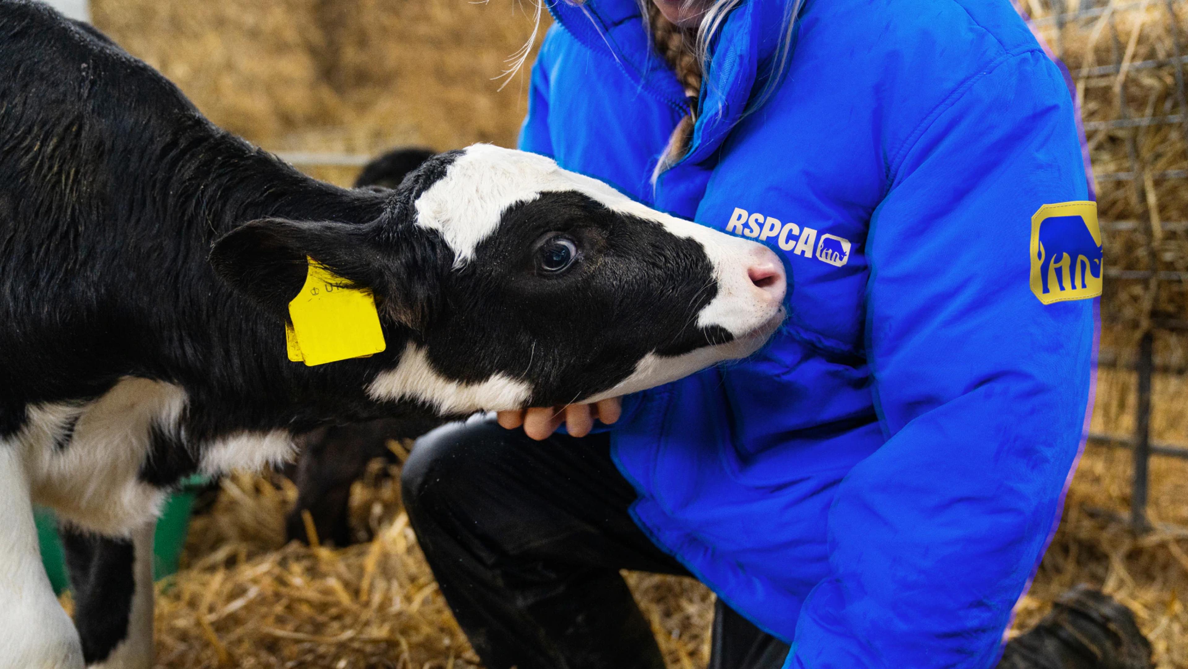 RSPCA - asset-14