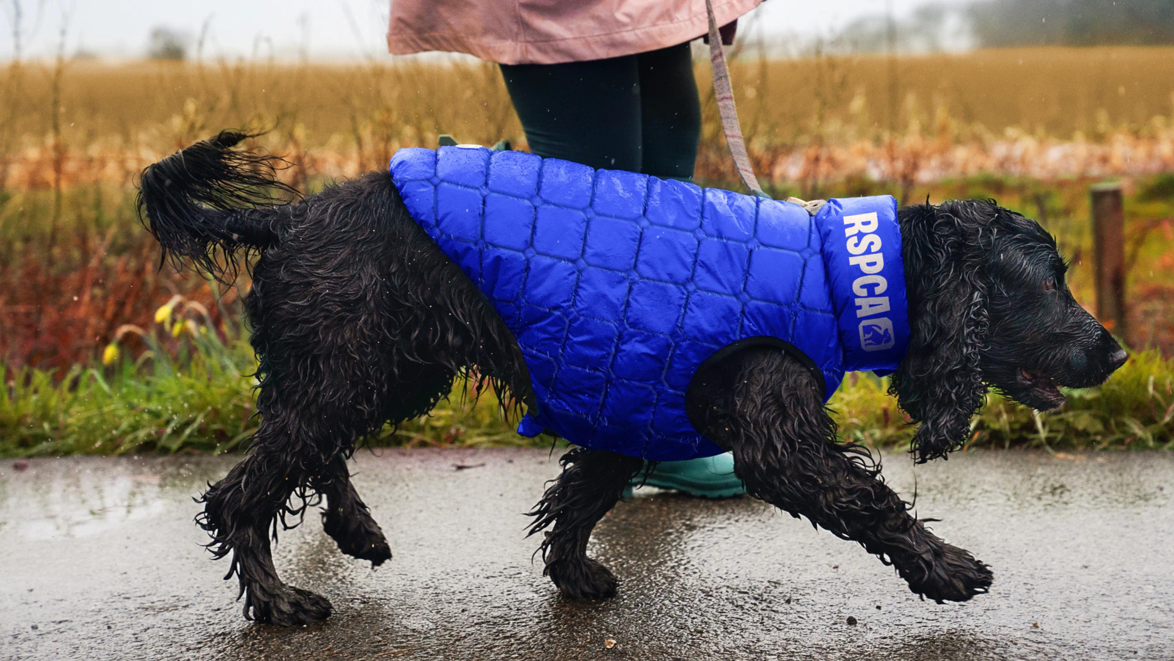 RSPCA - asset-10