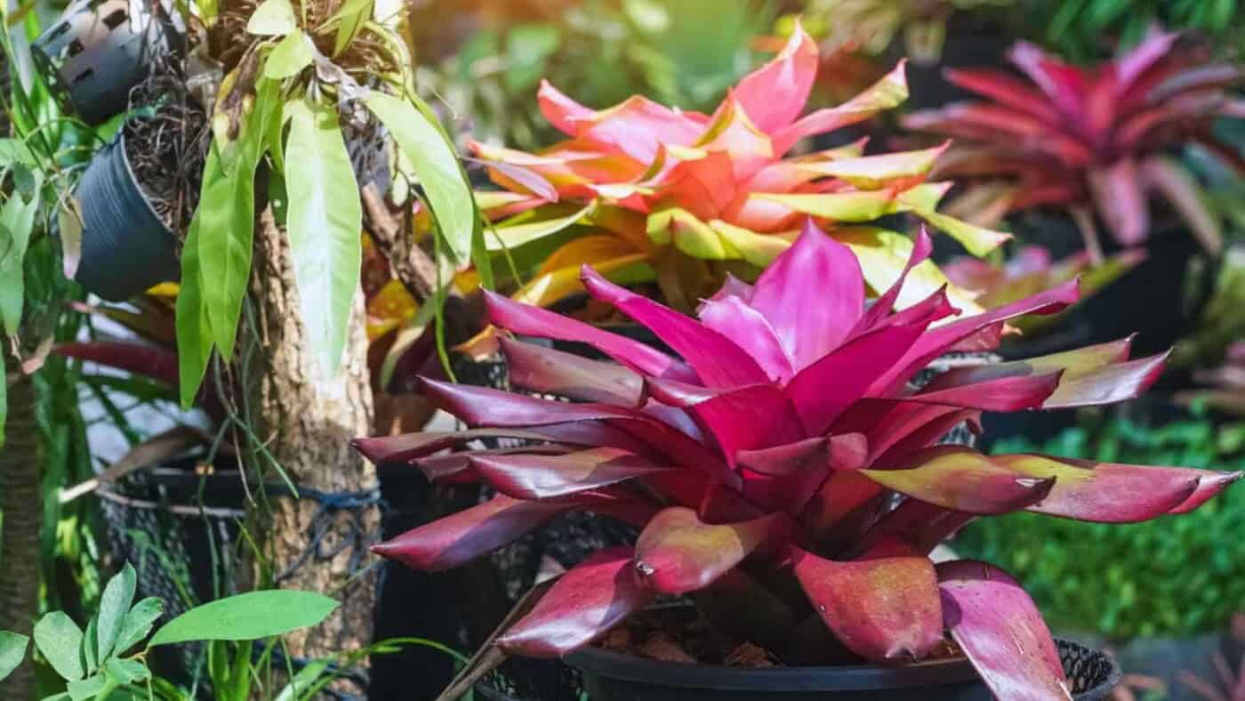 a bromeliad flower