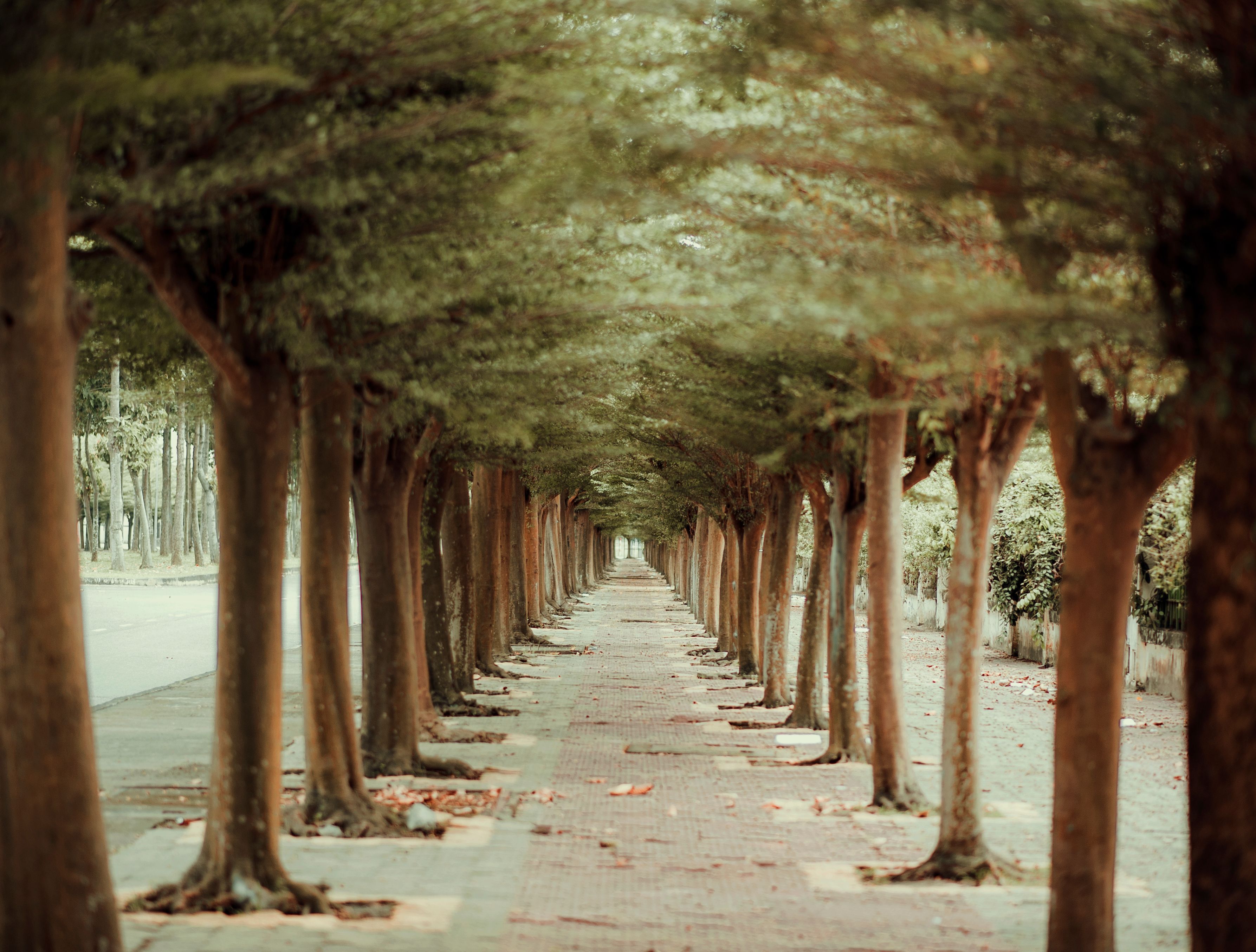Tree-lined sidewalk forming a shaded canopy along a quiet street.