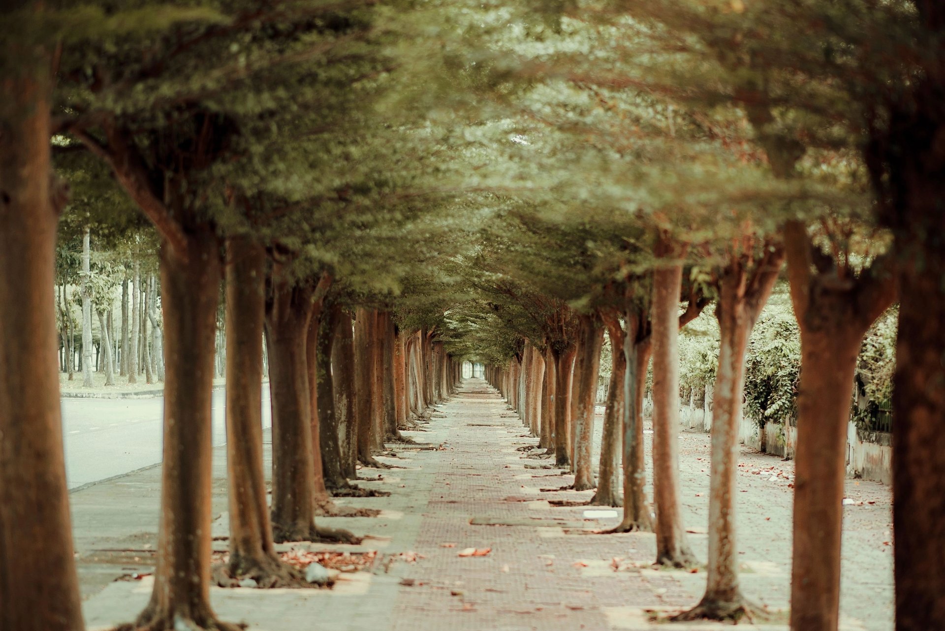 Tree-lined sidewalk forming a shaded canopy along a quiet street.