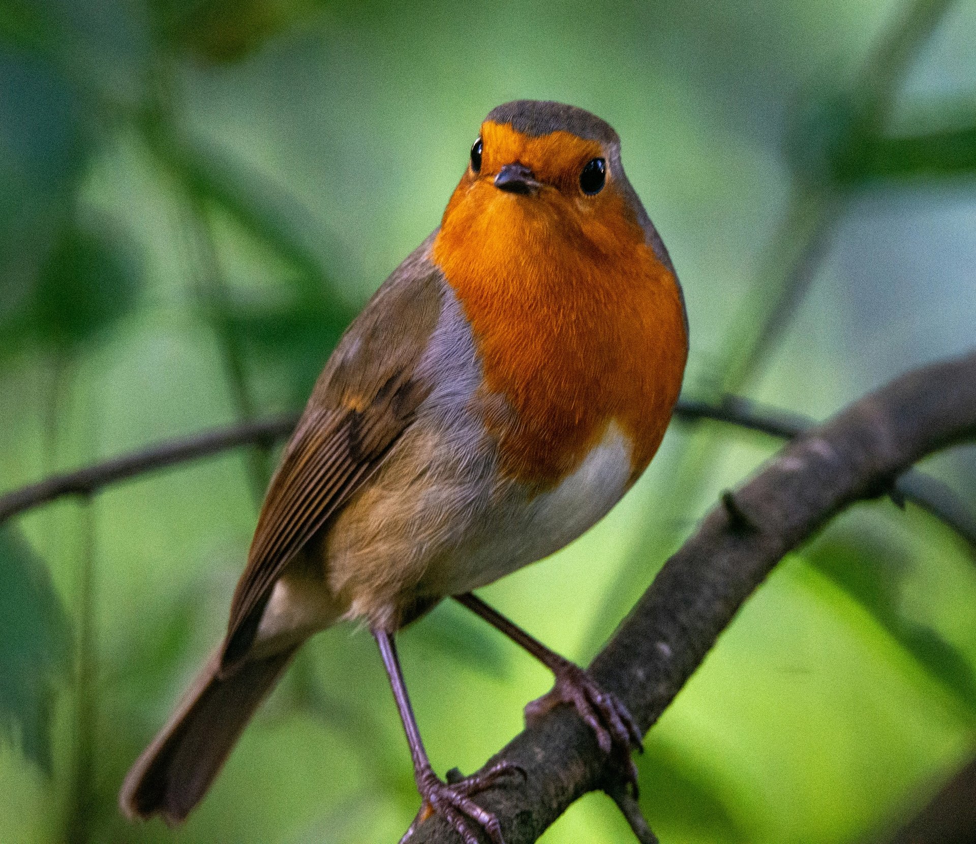 Bird with an orange breast perched on a branch in a natural forest environment.