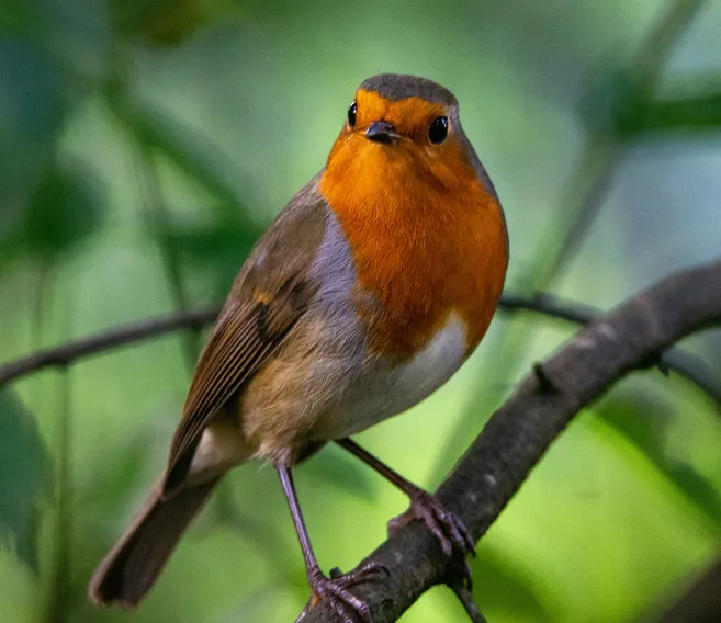 Bird with an orange breast perched on a branch in a natural forest environment.