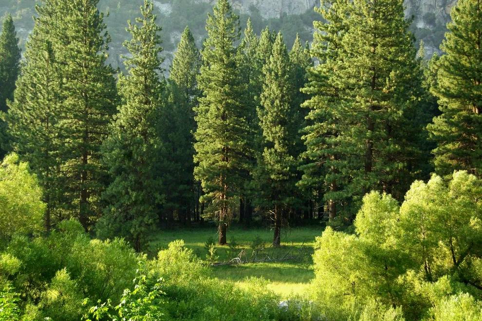 Dense green forest in sunlight.