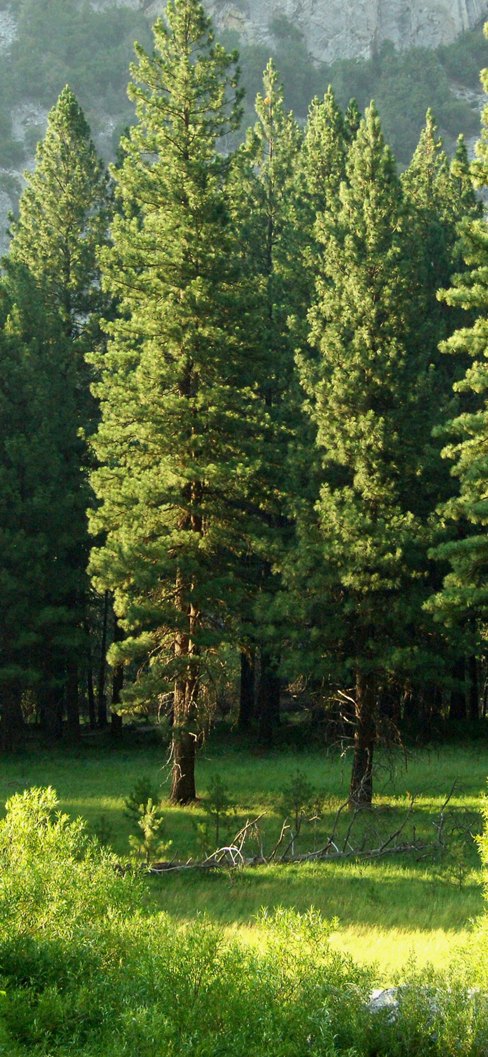 Dense green forest in sunlight.