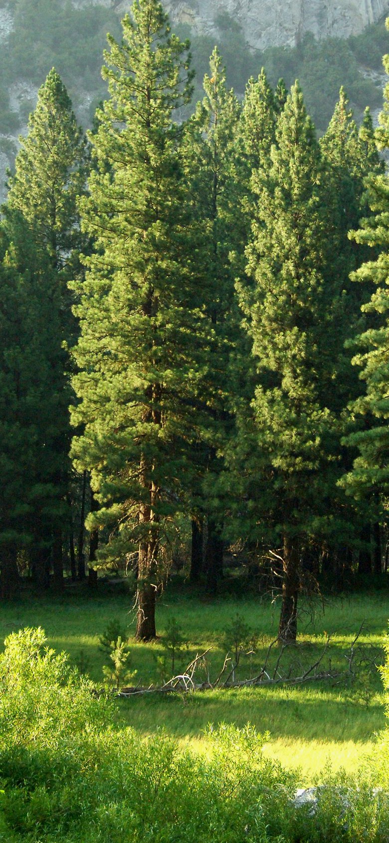 Dense green forest in sunlight.