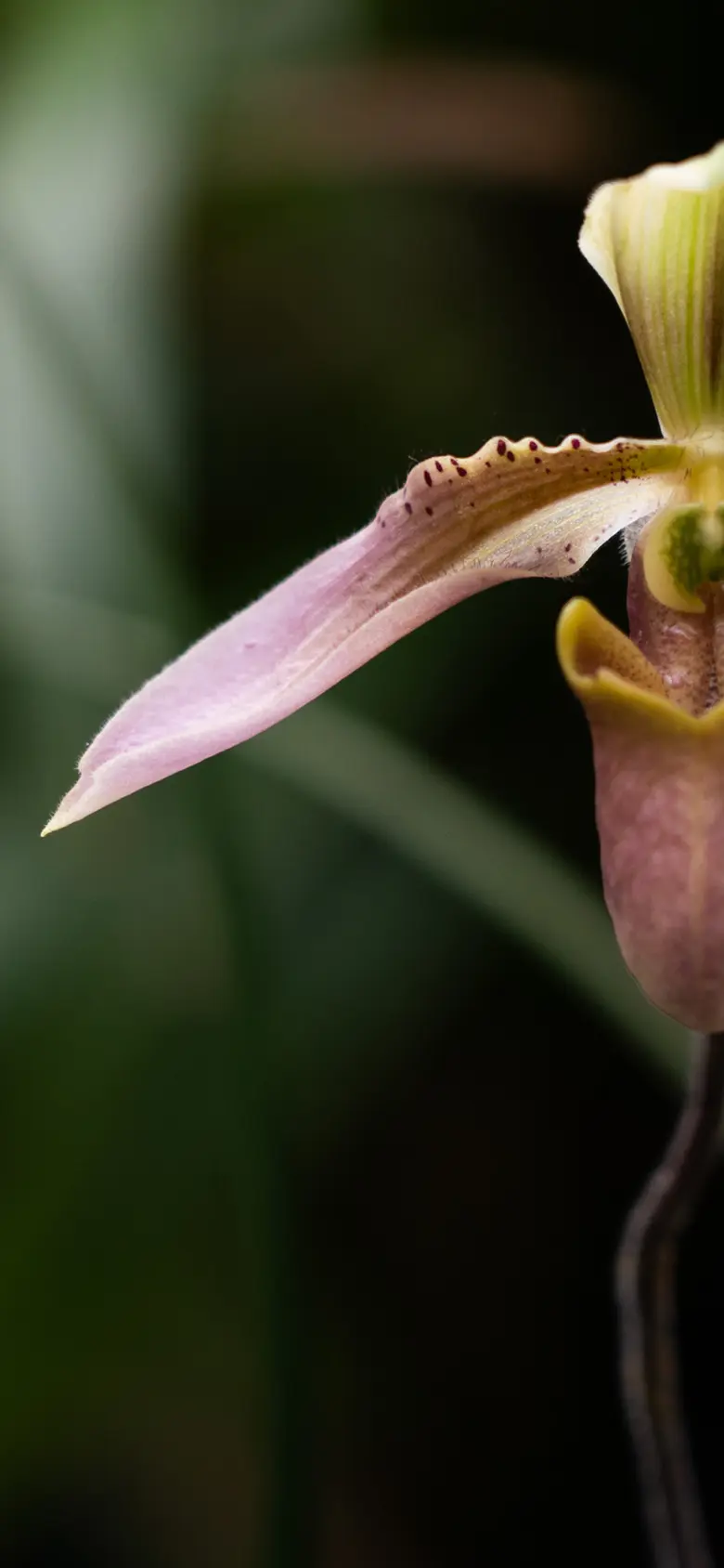 Close-up of an orchid