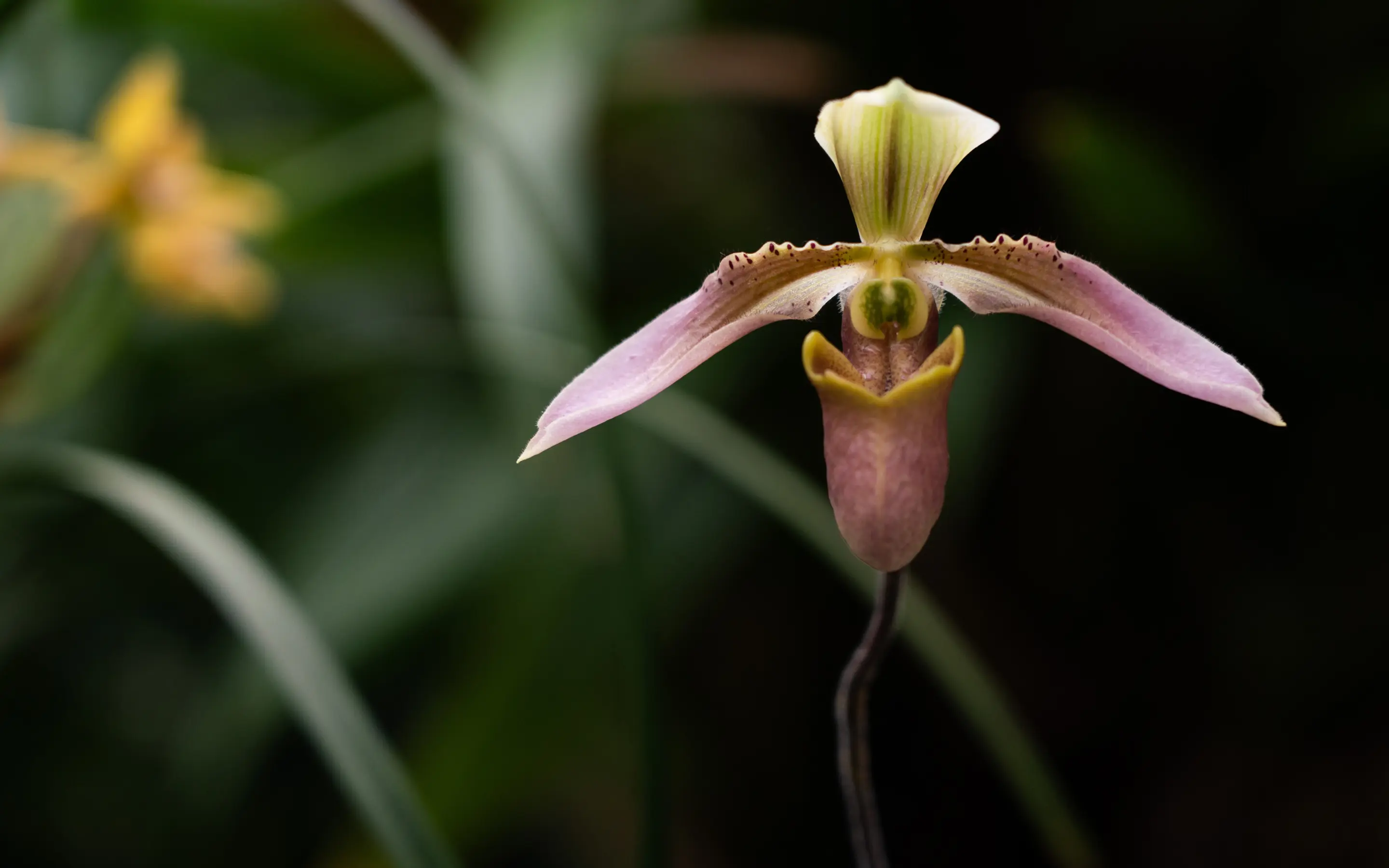 Close-up of an orchid
