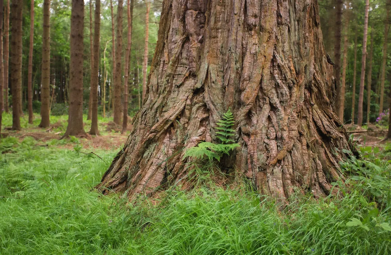 Close-up of the base of a large tree trunk surrounded by a dense forest of tall, straight trees.