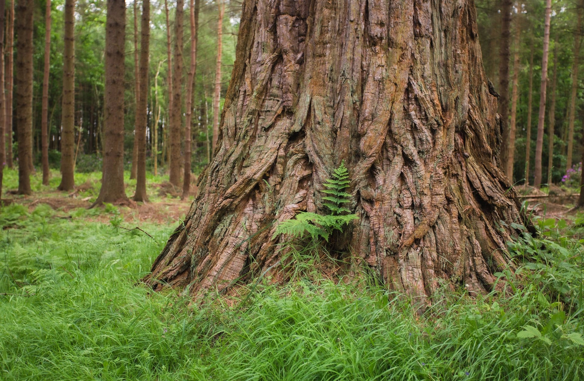 Close-up of the base of a large tree trunk surrounded by a dense forest of tall, straight trees.