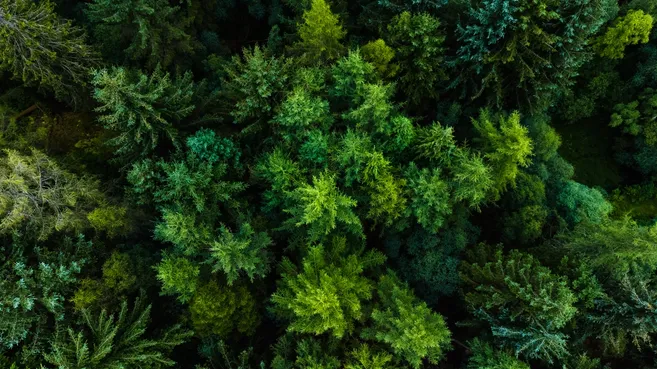 Aerial view of dense green forest canopy, with a variety of tree types and textures.