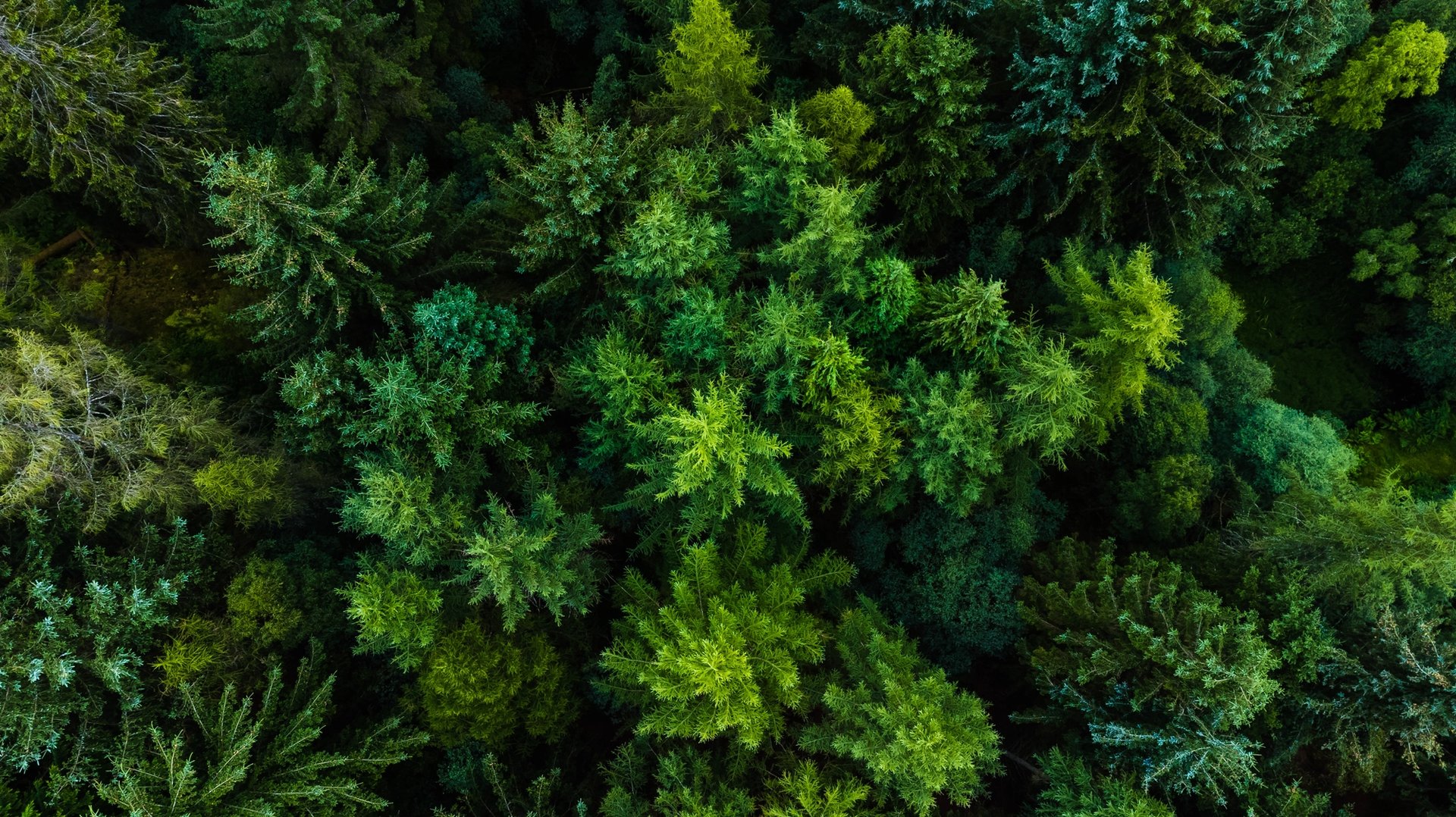 Aerial view of dense green forest canopy, with a variety of tree types and textures.