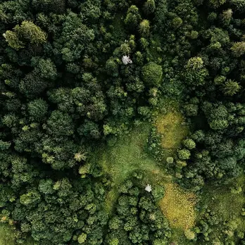Aerial view of a richly green forest canopy, showing a variety of tree species and layered textures.