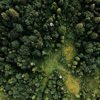 Aerial view of a richly green forest canopy, showing a variety of tree species and layered textures.