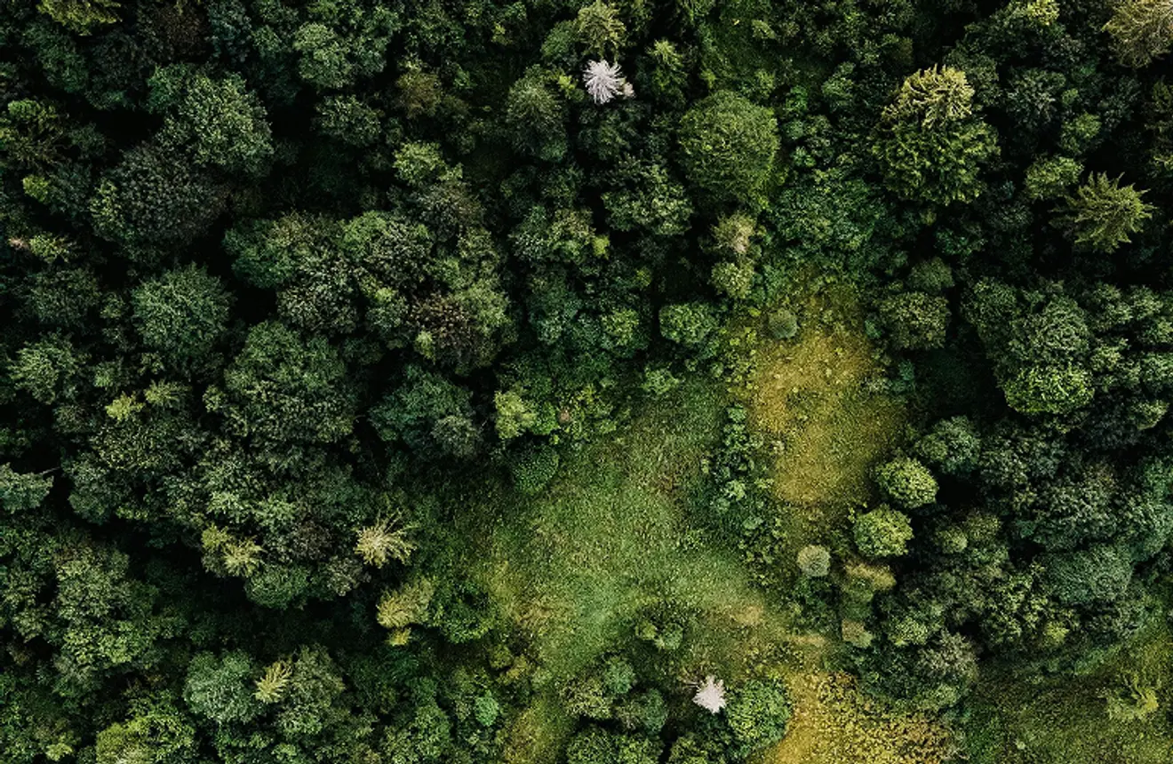 Aerial view of a richly green forest canopy, showing a variety of tree species and layered textures.