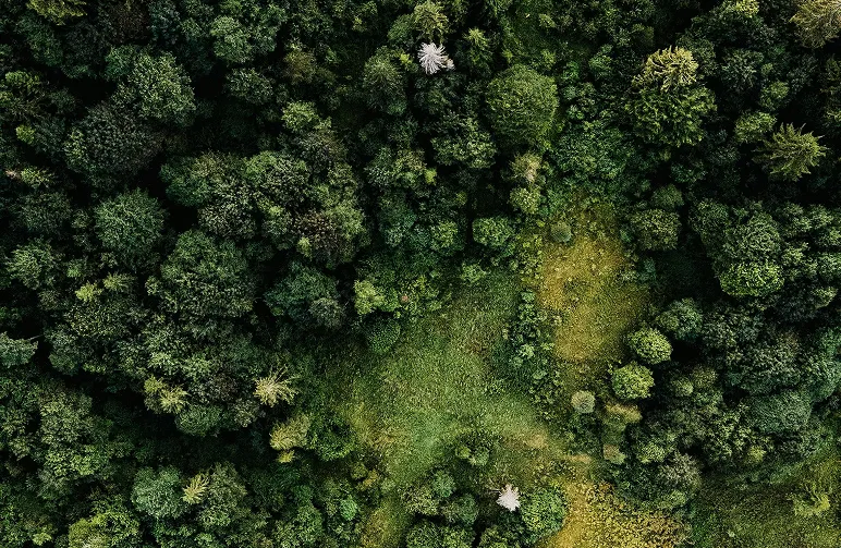 Aerial view of a richly green forest canopy, showing a variety of tree species and layered textures.