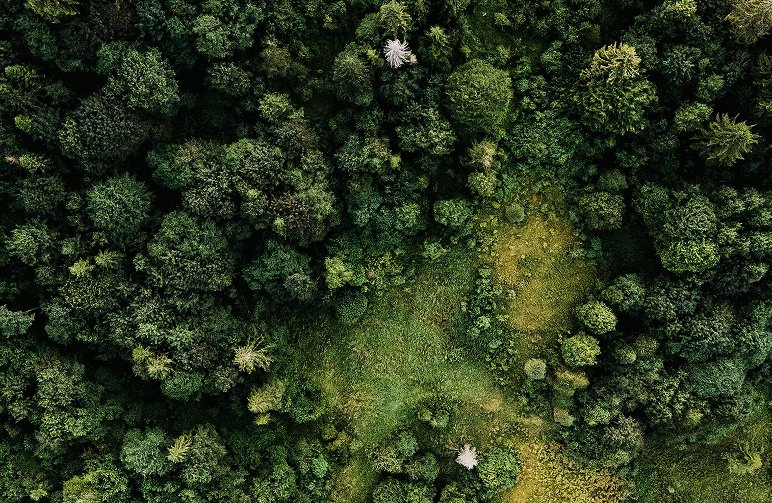 Aerial view of a richly green forest canopy, showing a variety of tree species and layered textures.