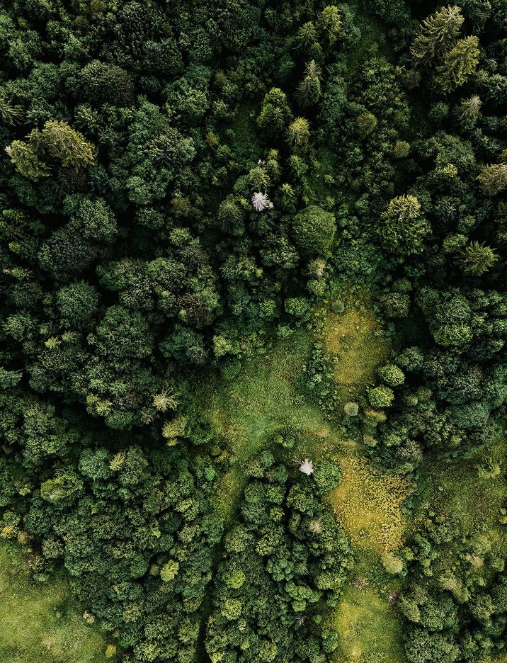 Aerial view of a richly green forest canopy, showing a variety of tree species and layered textures.