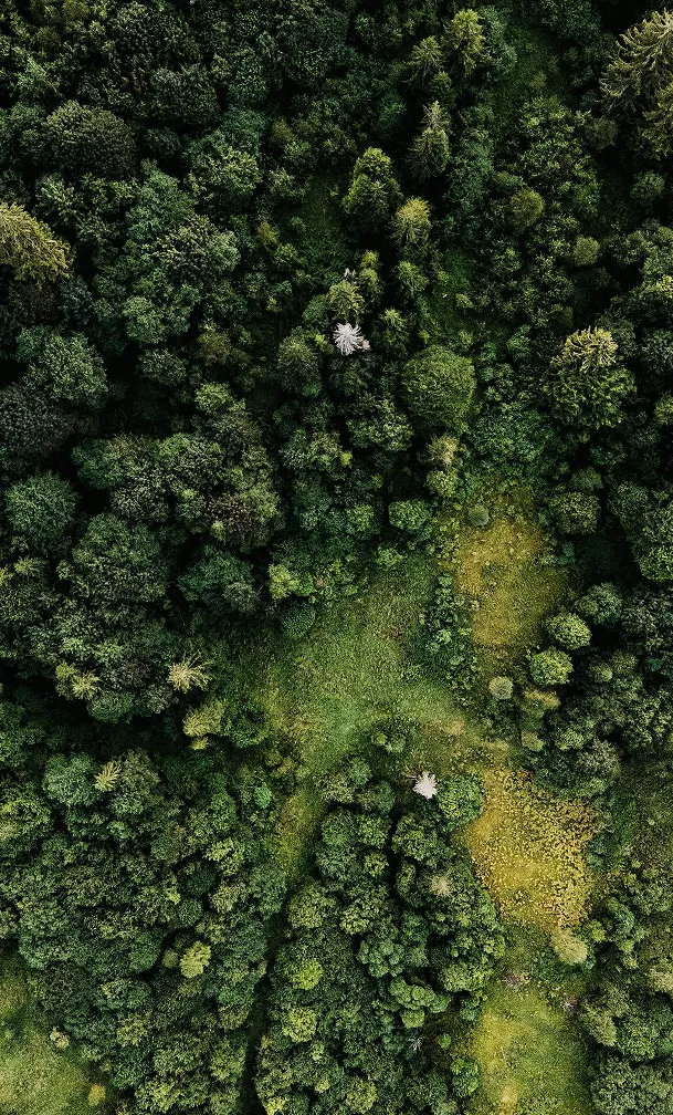 Aerial view of a richly green forest canopy, showing a variety of tree species and layered textures.