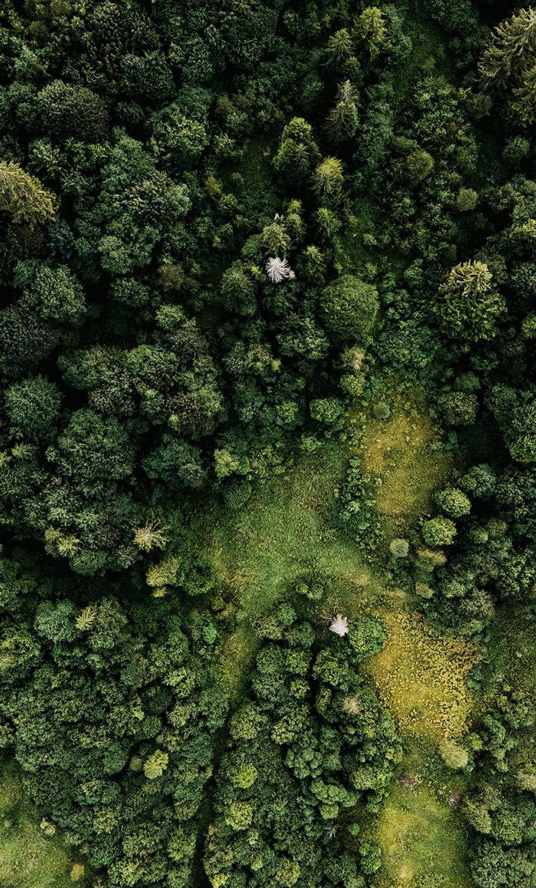 Aerial view of a richly green forest canopy, showing a variety of tree species and layered textures.