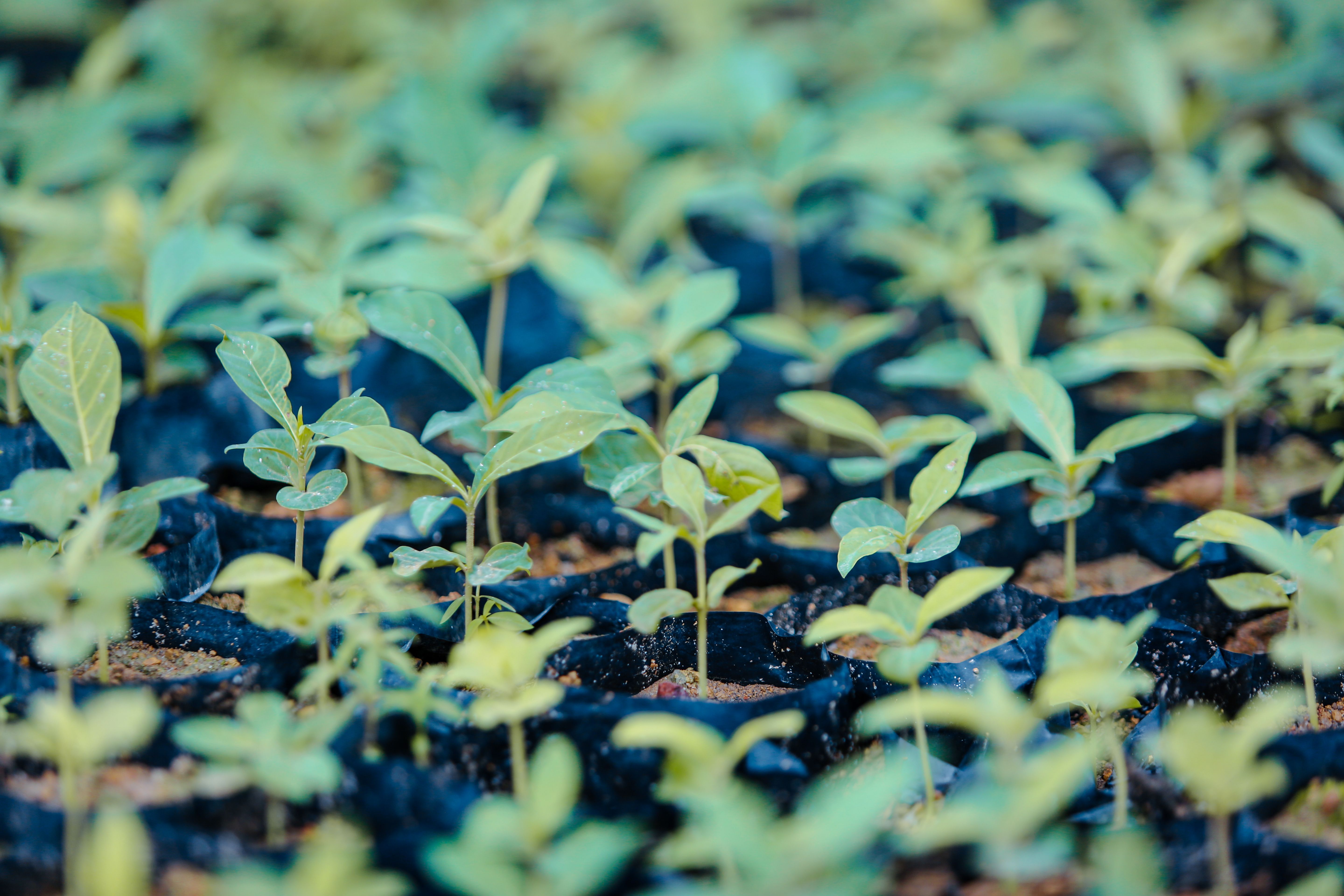 Close-up of young saplings growing in a nursery
