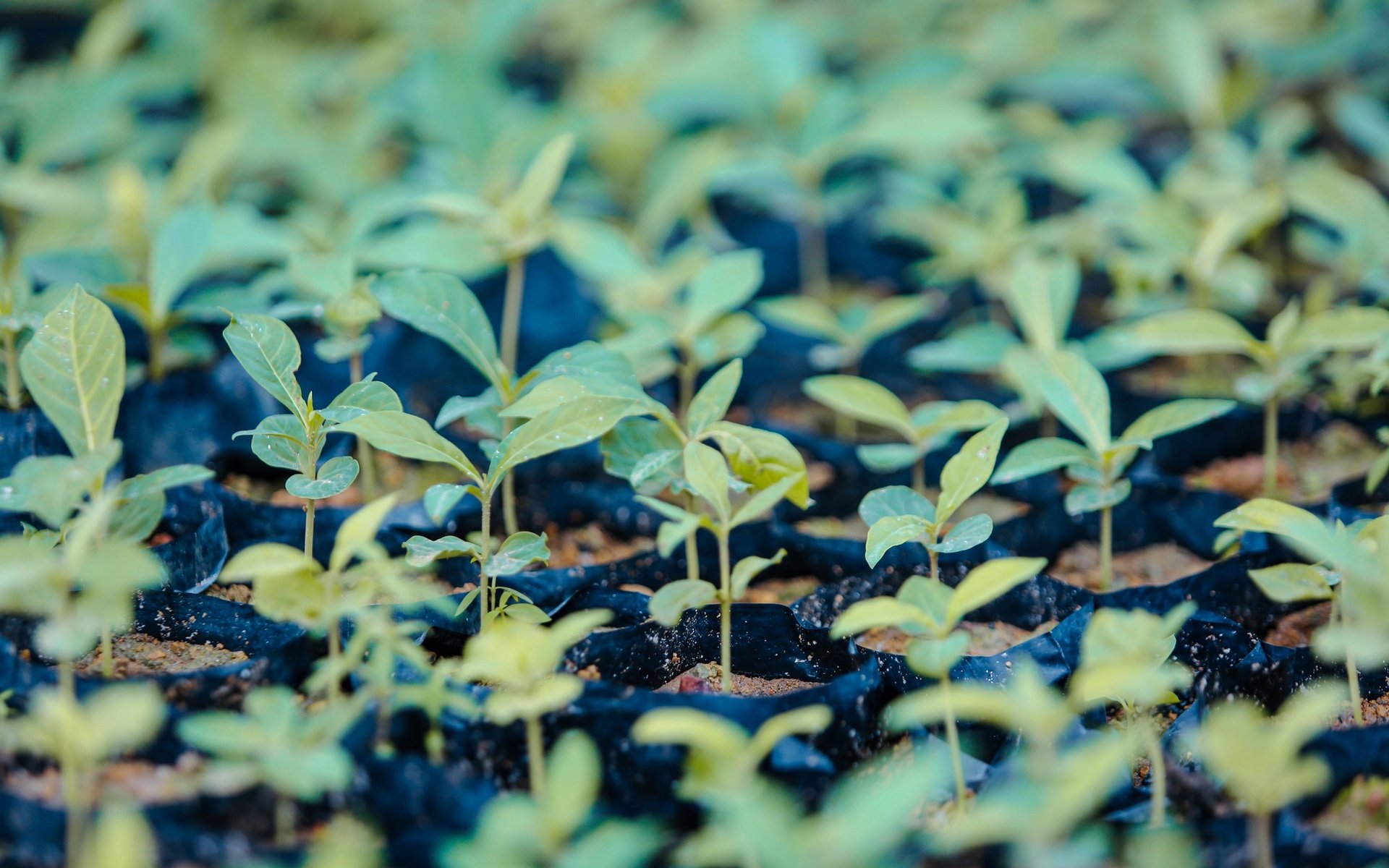 Close-up of young saplings growing in a nursery