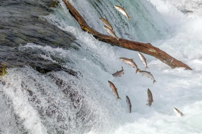 Group of salmon leaping upstream through a waterfall.