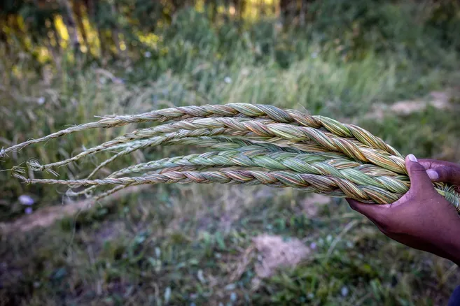 Close-up of a person holding a bundle native grass in a natural, outdoor setting.