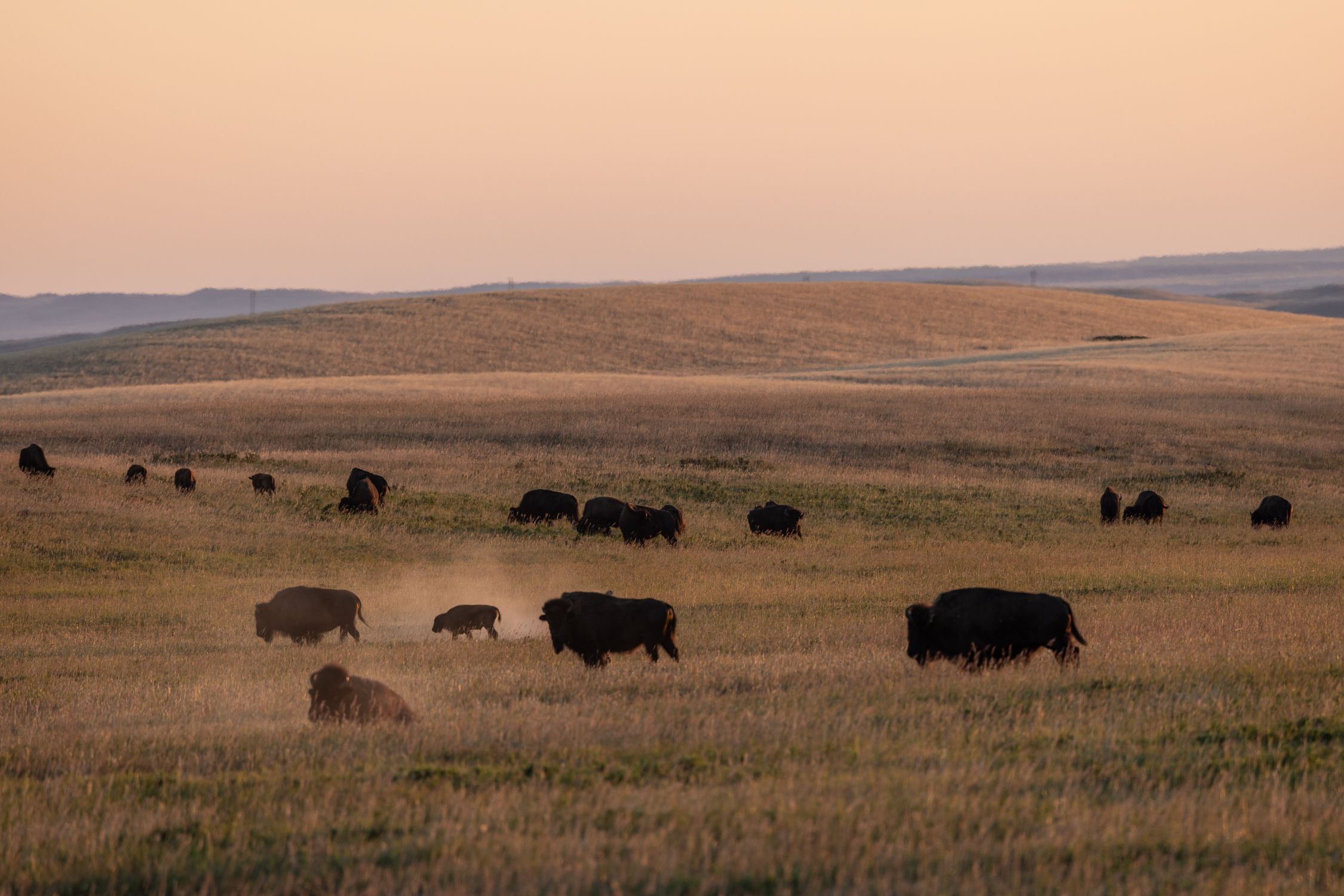 Bison grazing in a golden field.