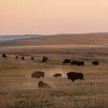 Bison grazing in a golden field.