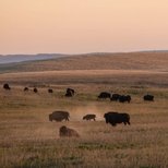 Bison grazing in a golden field.
