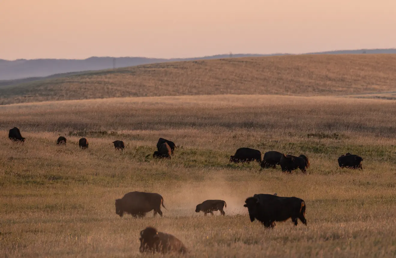 Bison grazing in a golden field.