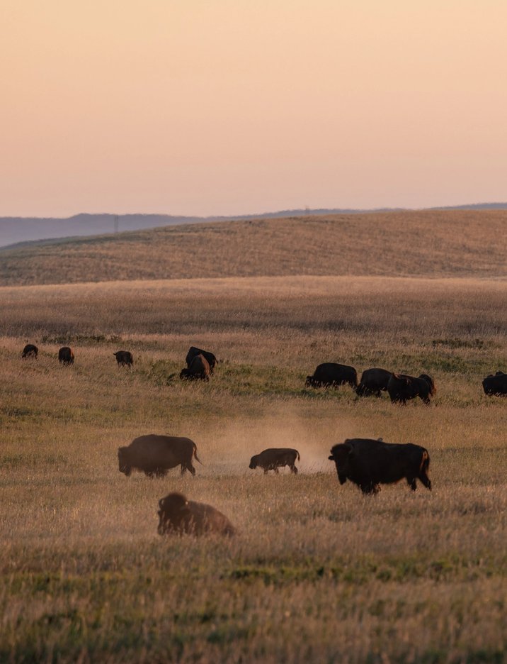 Bison grazing in a golden field.
