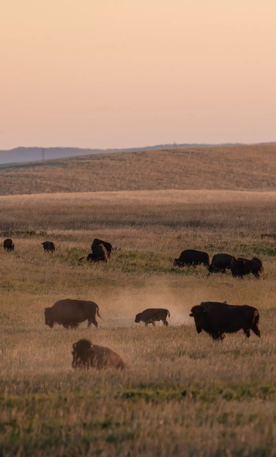 Bison grazing in a golden field.