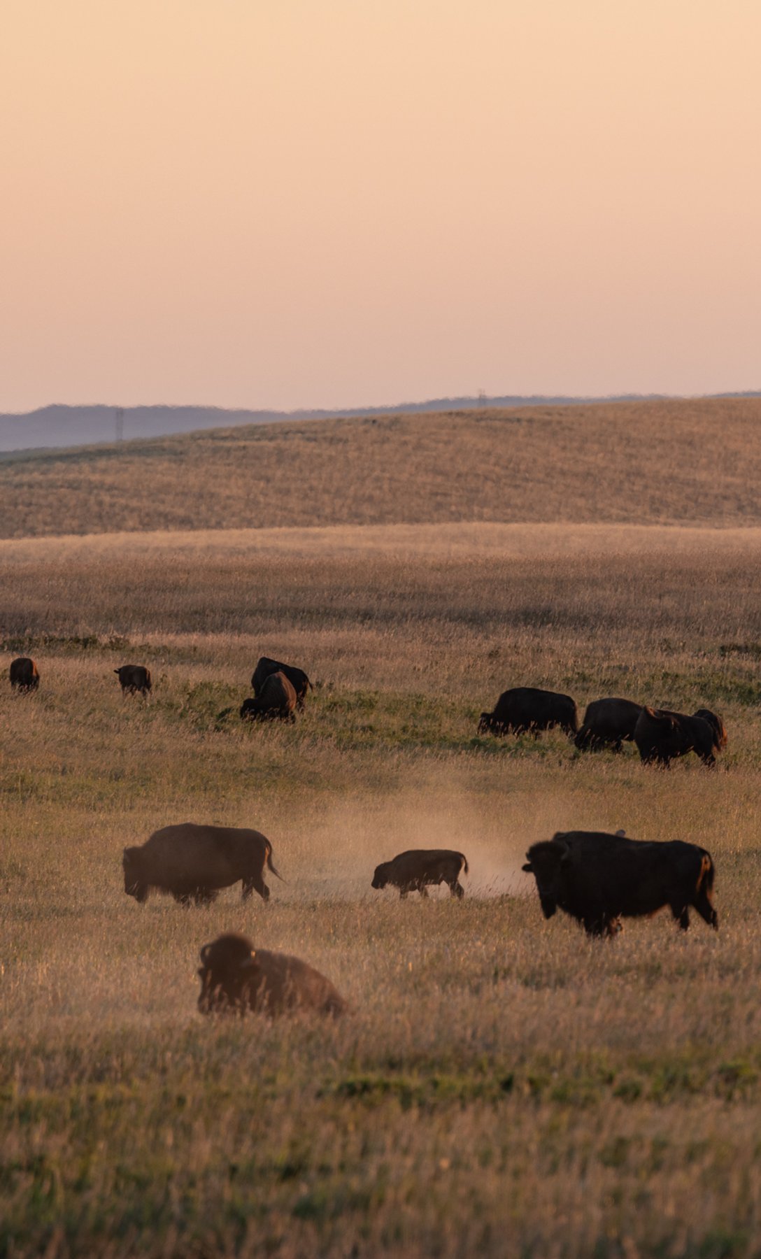 Bison grazing in a golden field.