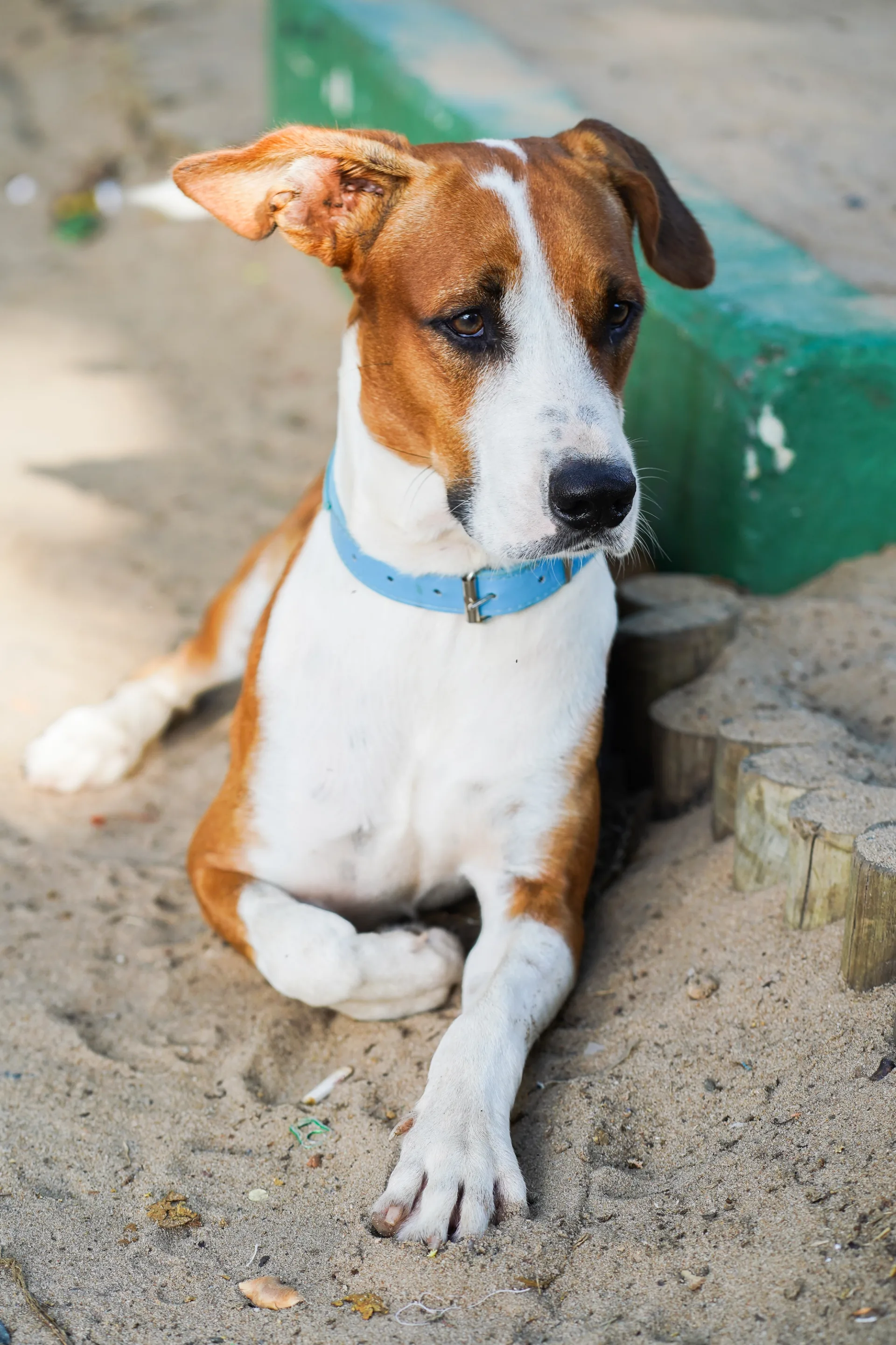 Beautiful dog