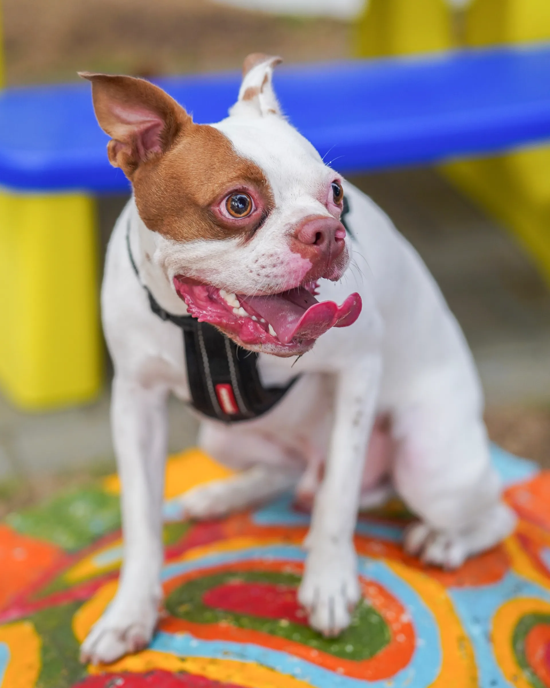 The happy dog.