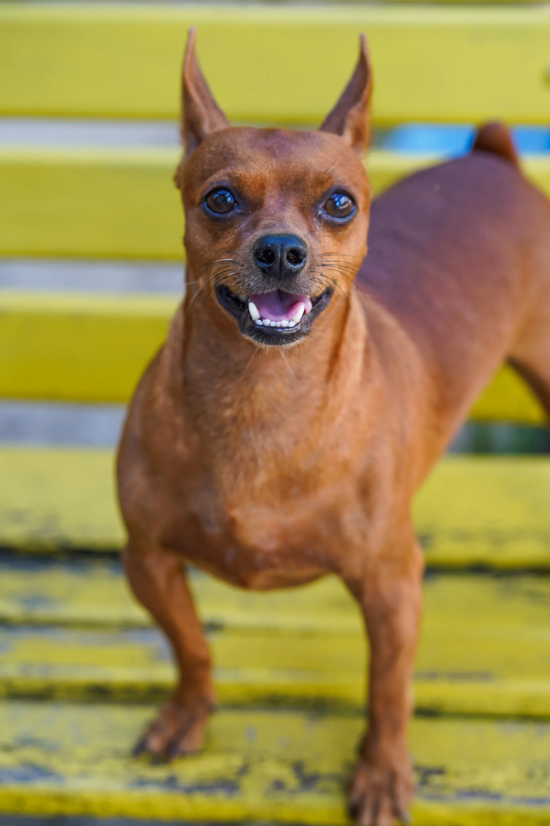 Pet portrait 