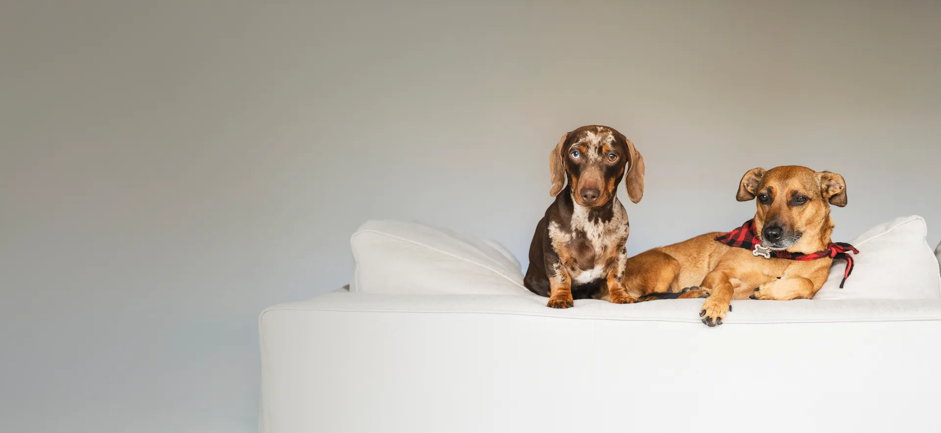 Two dogs relaxing on a white sofa, including a brown dappled dachshund and a tan dog wearing a red plaid bandana, against a neutral background.