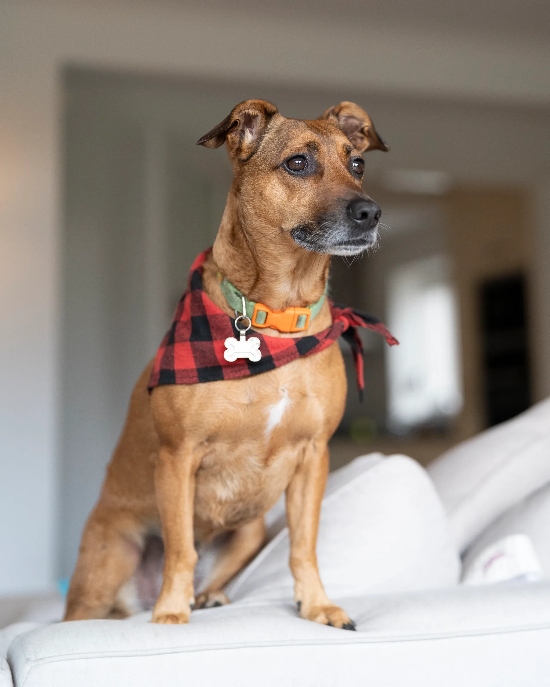 The caramelo dog from brazil guarding her house.