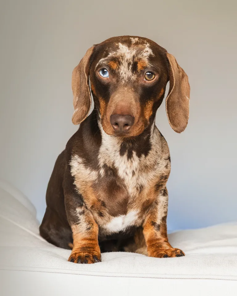 Brown dappled dachshund sitting on a white sofa, with one blue eye and one brown eye, against a soft neutral background.