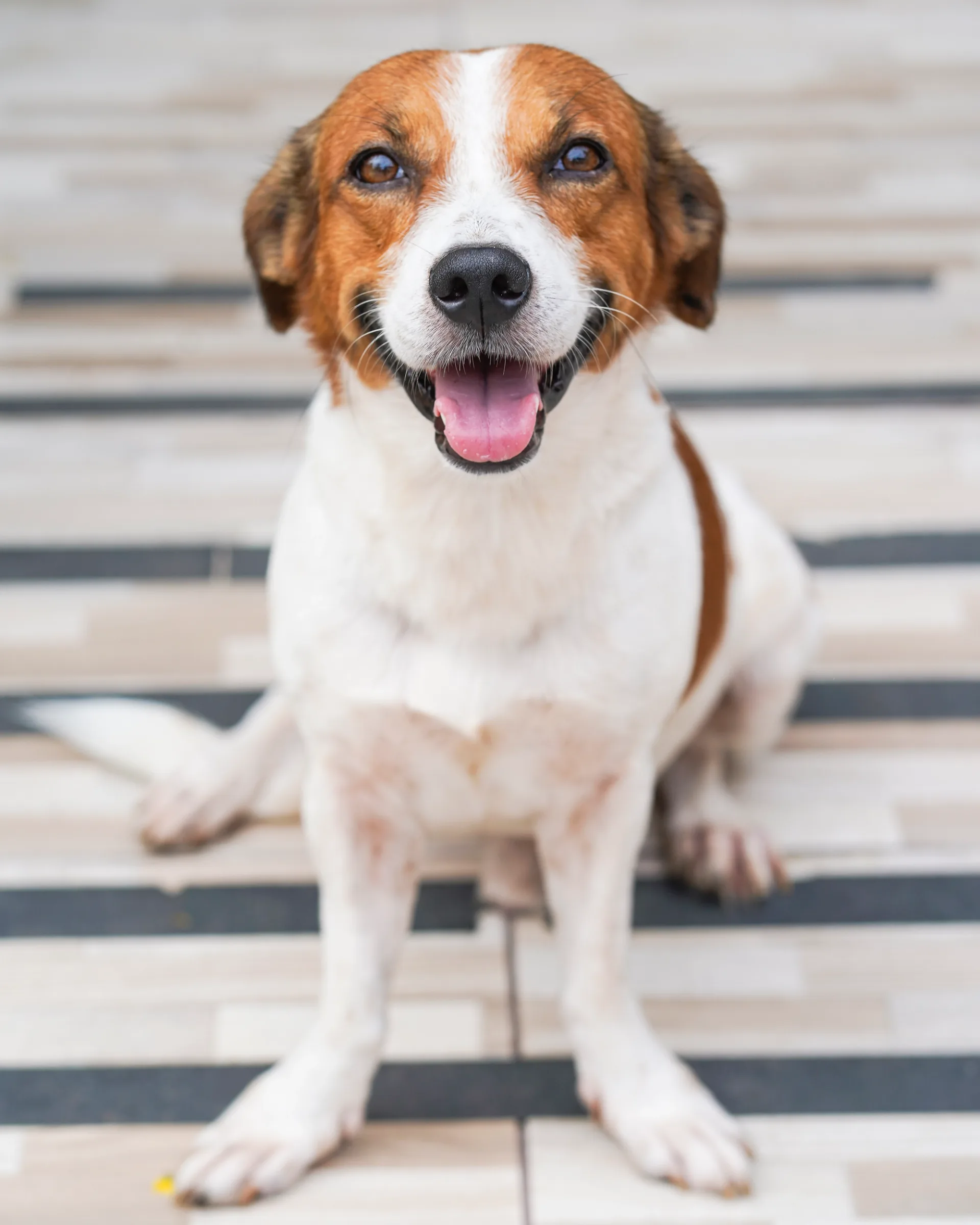 Pet portrait