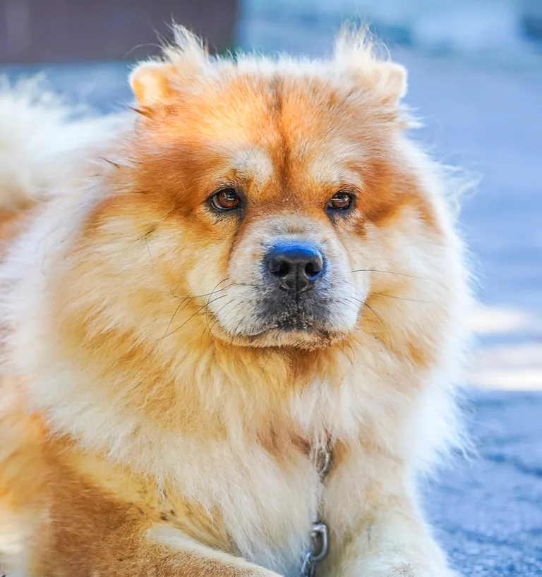 Fluffy dog highlighting its distinctive golden coat and calm expression