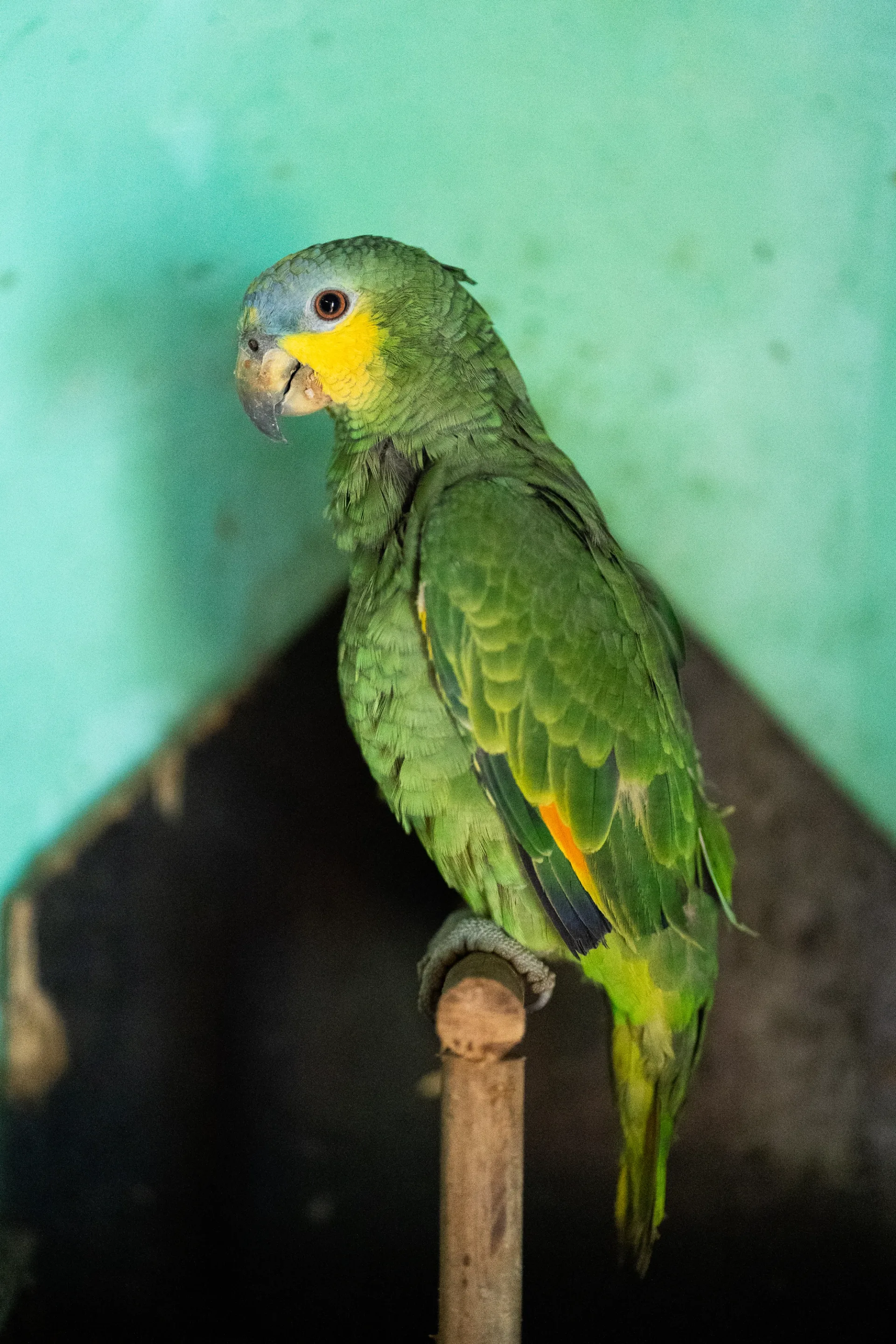 Vibrant gree parrot perched calmly, showing its colorful feathers and curious expression.